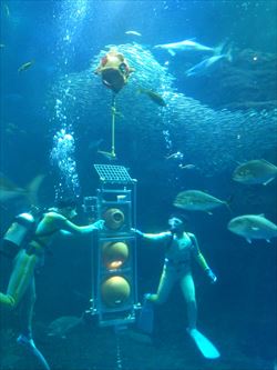 水族館で公開された「江戸っ子1号」