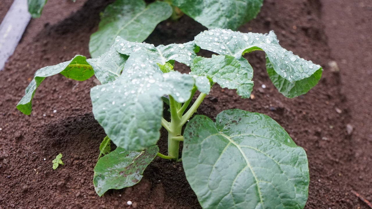 原田ひかり農園の写真